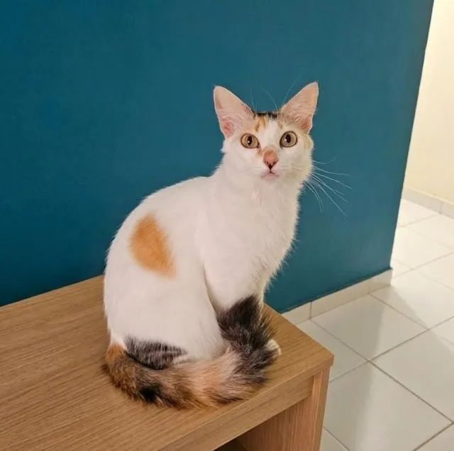 Gata castrada e vermifugada