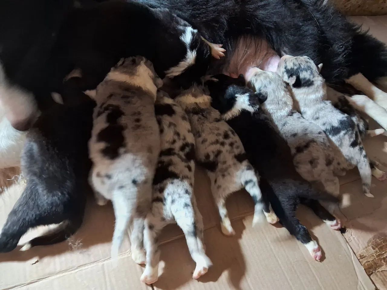 Border Collie  - Foto 2