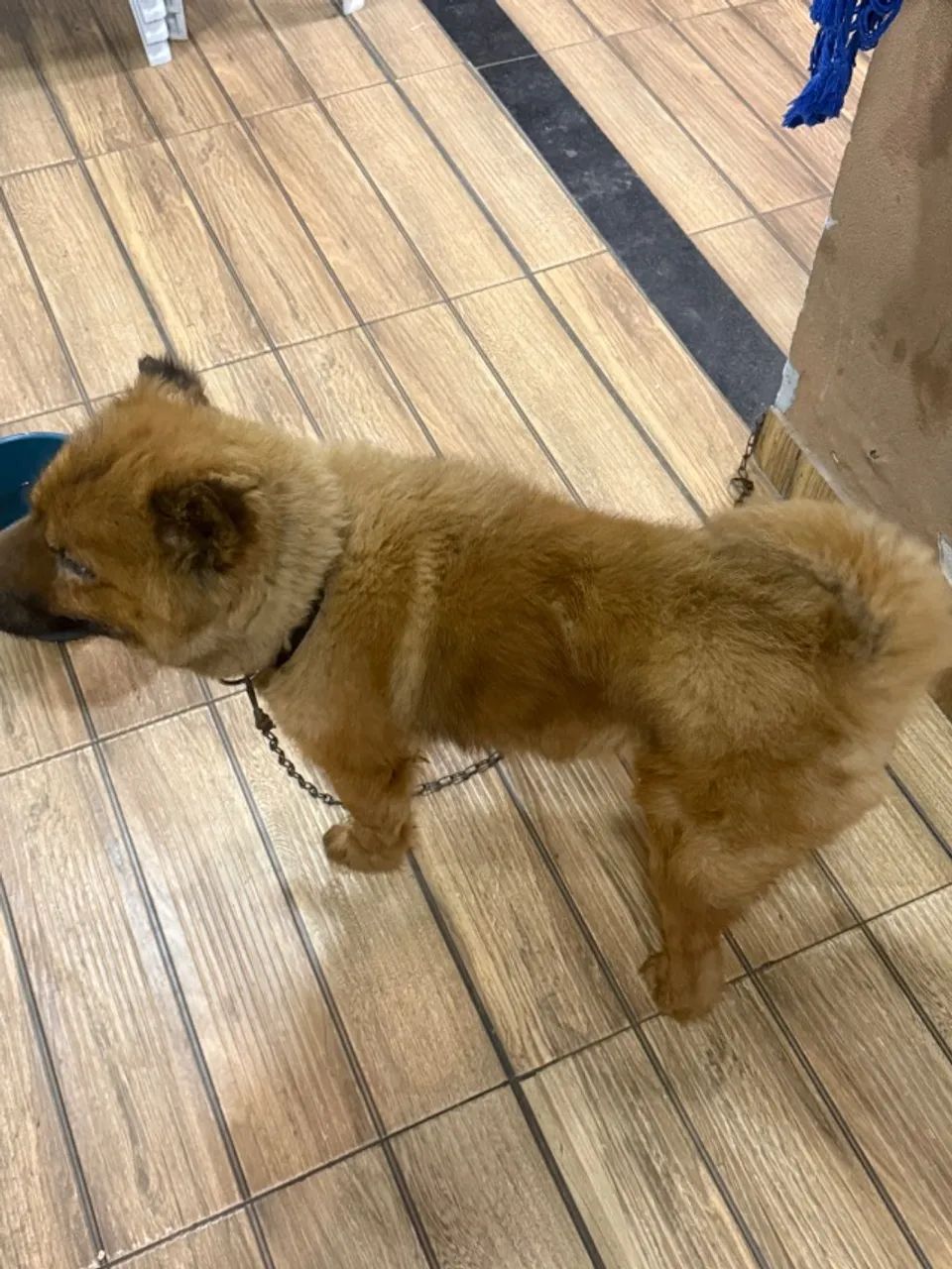 Cachorro  - Foto 3