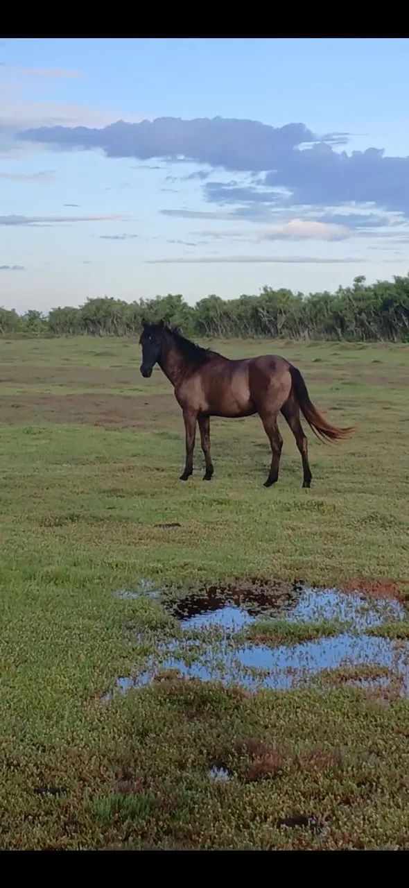 Vendo 4 animal - Foto 3