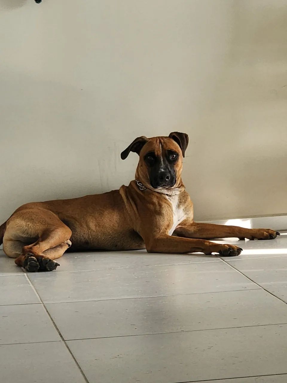 Cachorro para Doação 