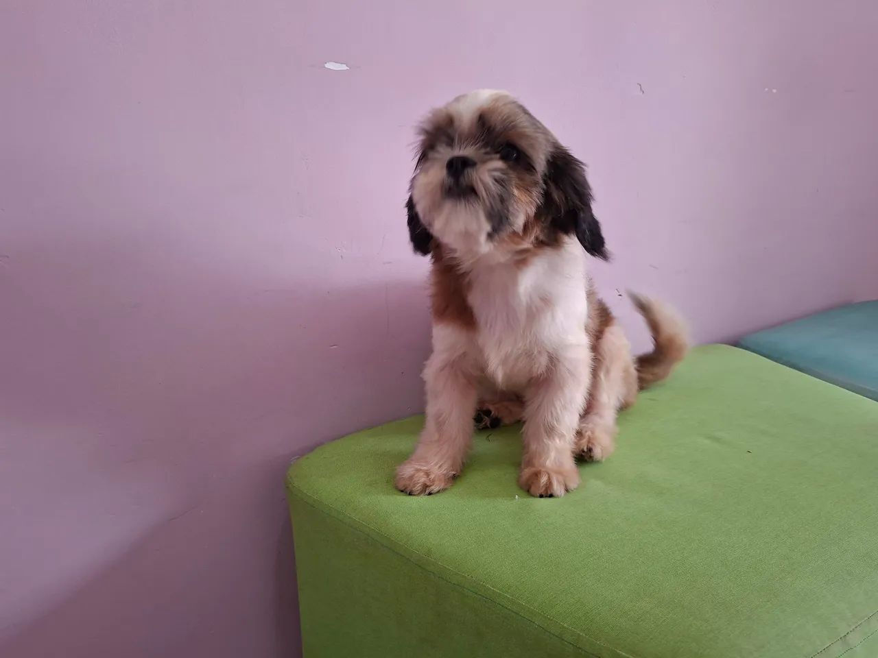 Shihtzu fêmea 10 meses - Foto 5