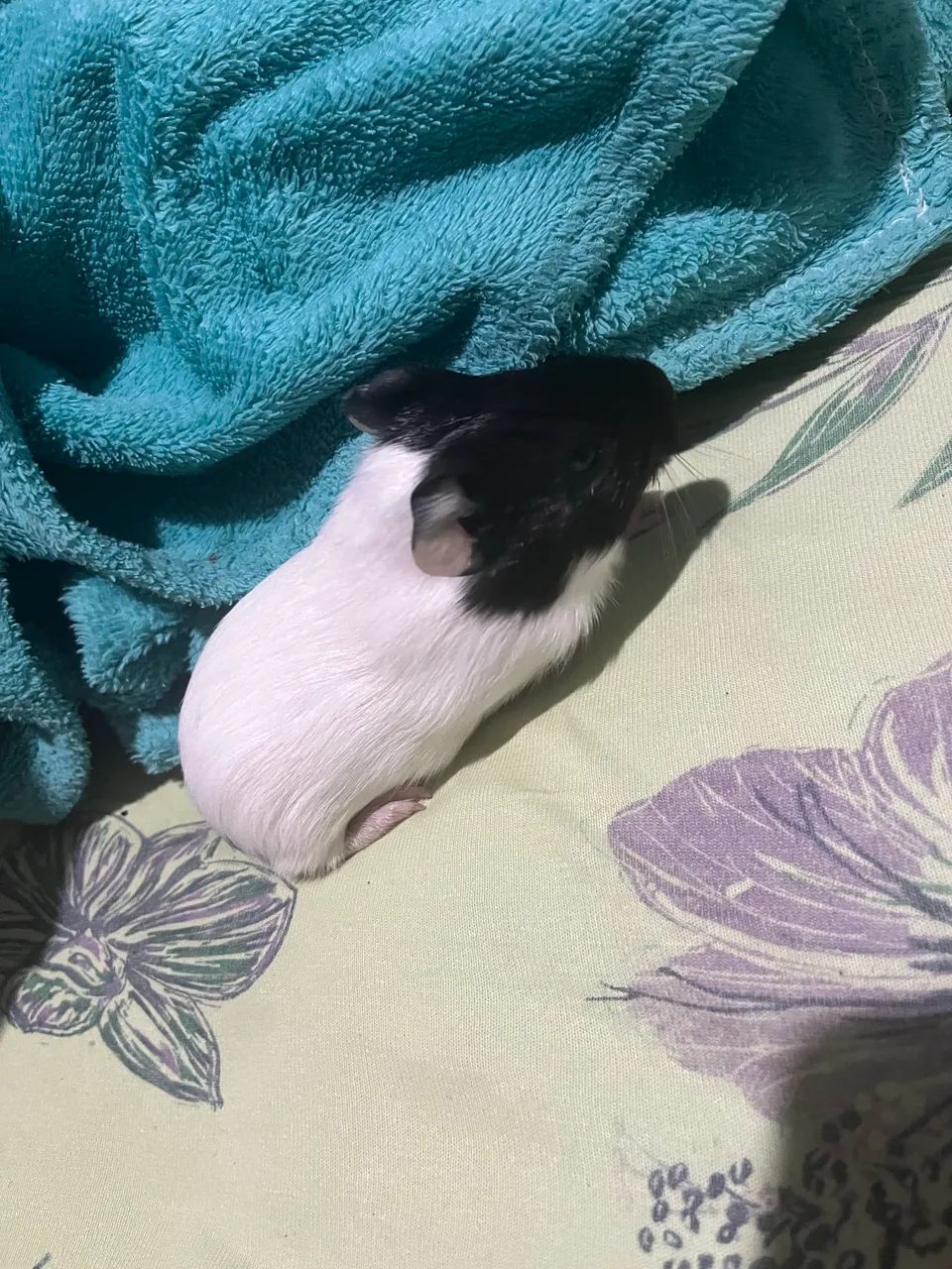 Porquinhos da índia  - Foto 3