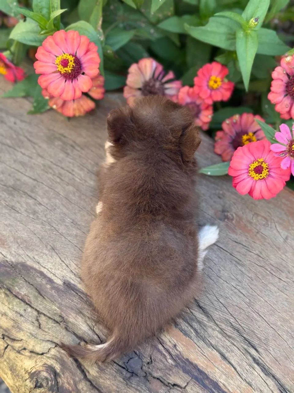 Chihuahua macho - Foto 3