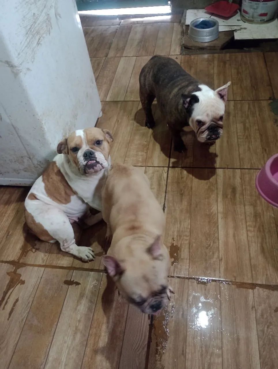 cachorro 
