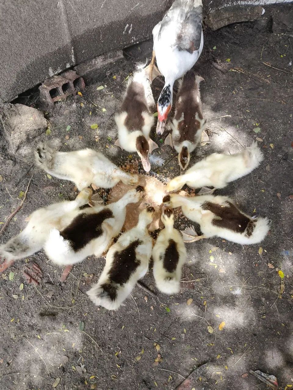 Patos filhotes  - Foto 4