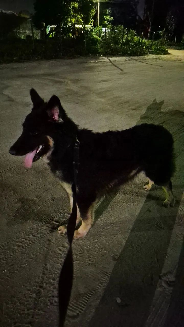 Cadela disponível para ser coberta - Foto 2