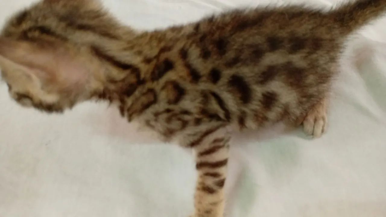 Filhotes Gato Bengal Lindas Rosetas Pedigree linhagem Européia   - Foto 2