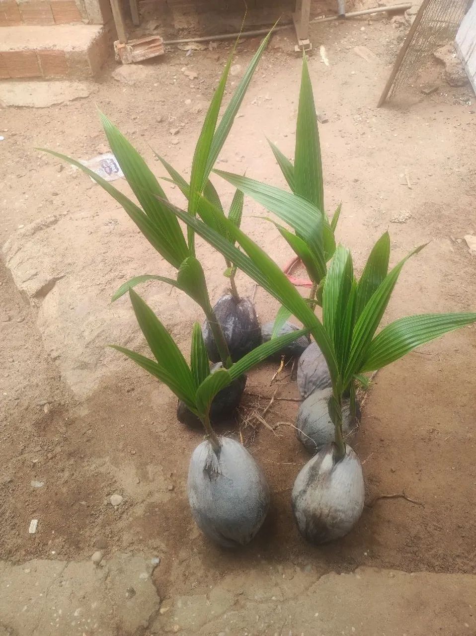 Mudas de coco da praia  - Foto 2