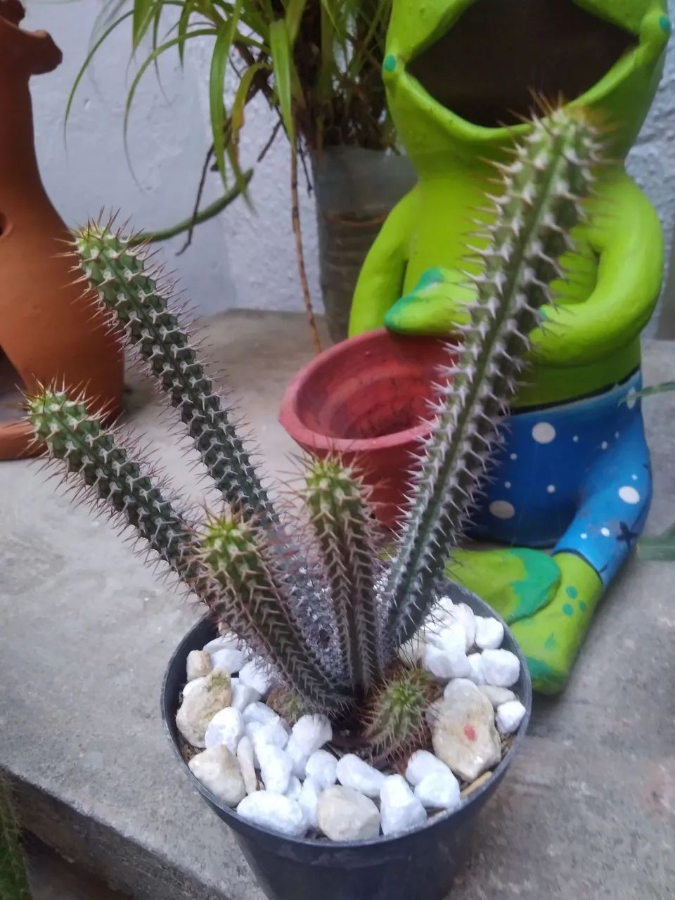 Cacto ? dê coleção 