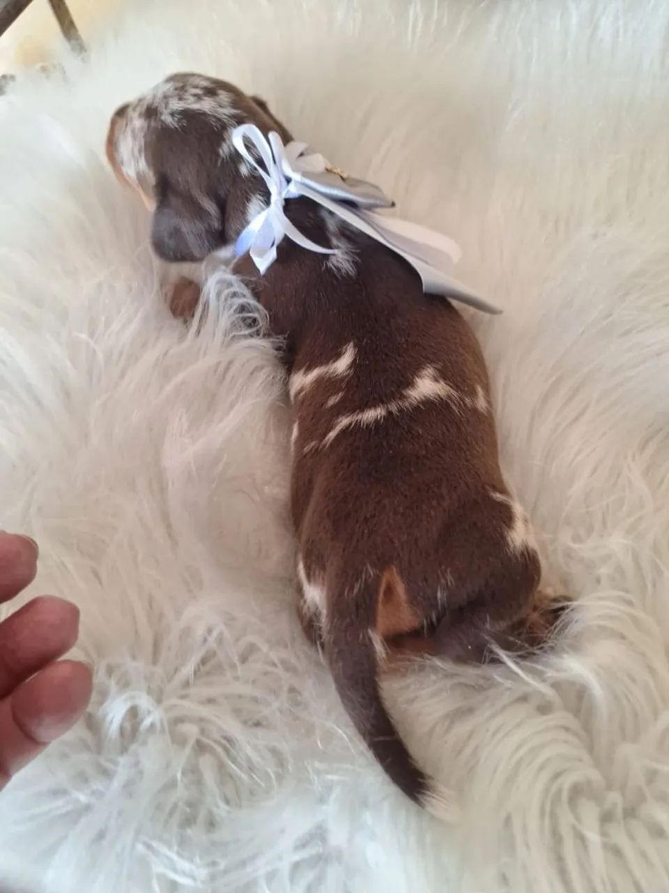 Filhotes de salsichinhas  - Foto 5