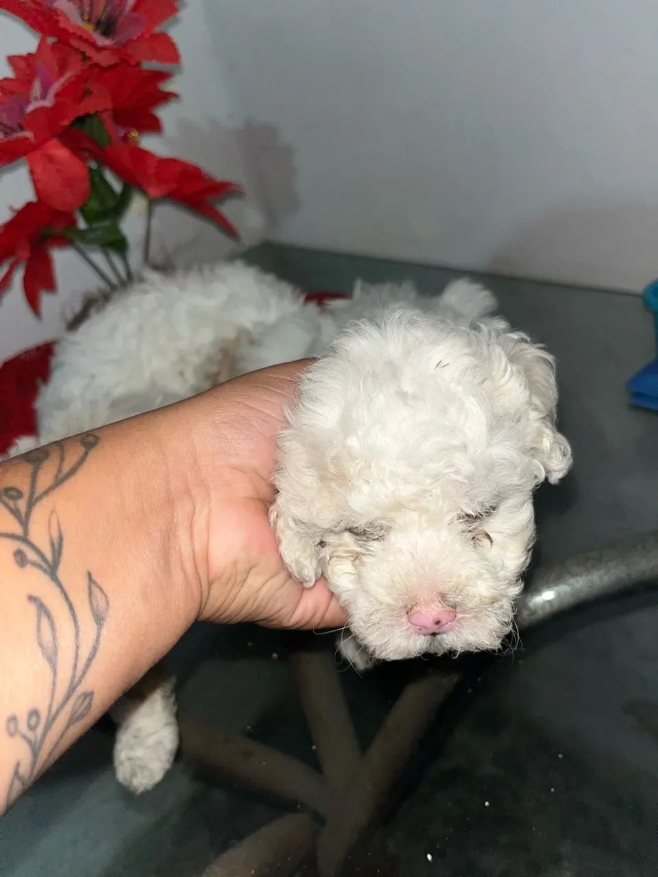 3 Poodle Original  - Foto 3