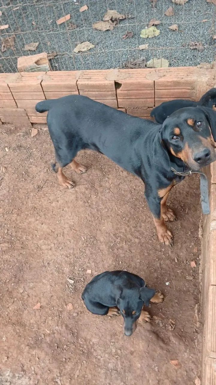 Doberman  - Foto 2