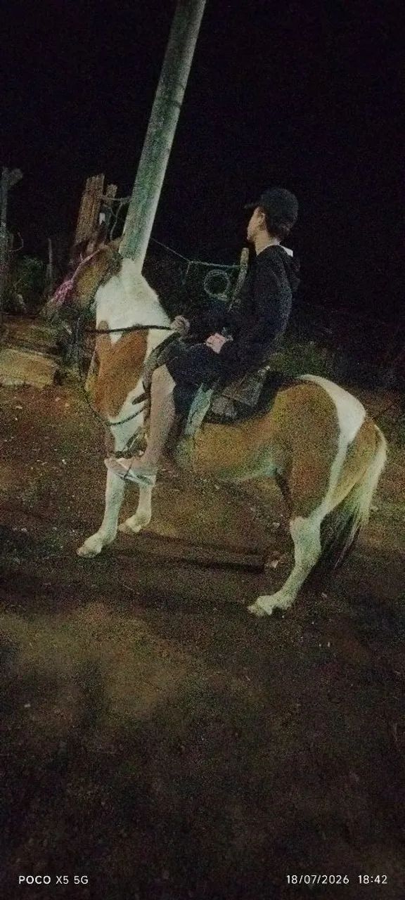 Vendo égua pampa marchadeira muito mansa porém ligeira de cela cerca de 10 a 11 anos  - Foto 3