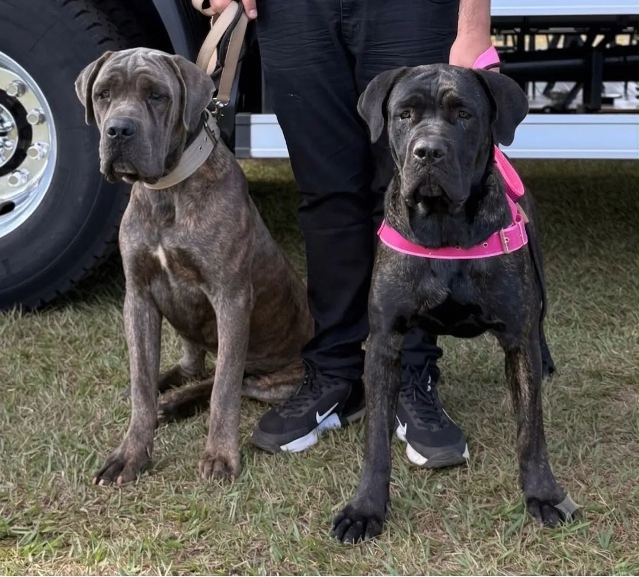 Cane corso italiano