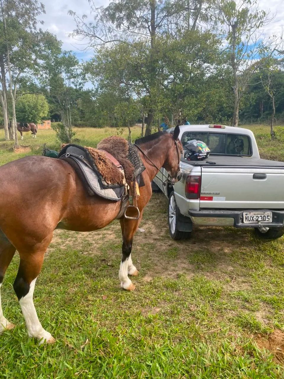 Vendo cavalo  - Foto 2