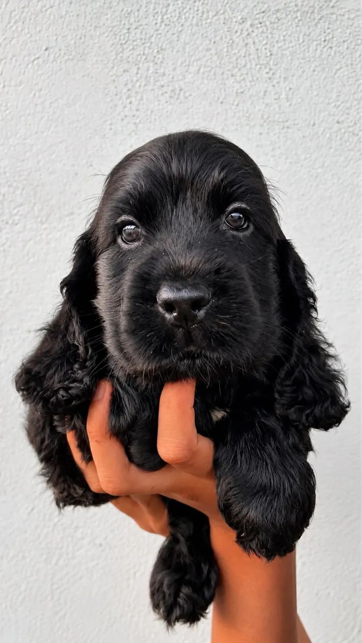 Cocker Spaniel Inglês  - Foto 5
