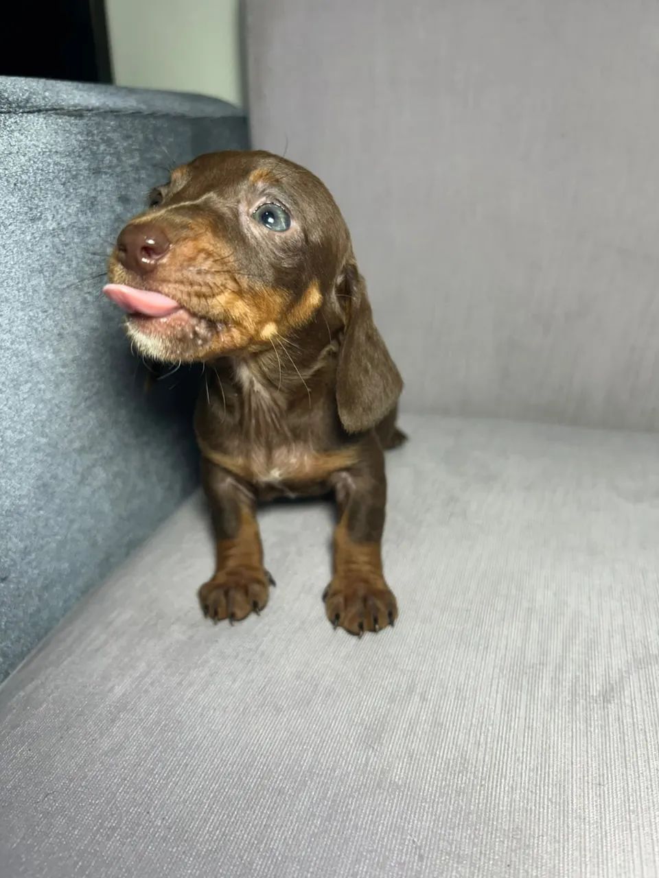 Salsichinha / Teckel / Dachshund - Foto 3