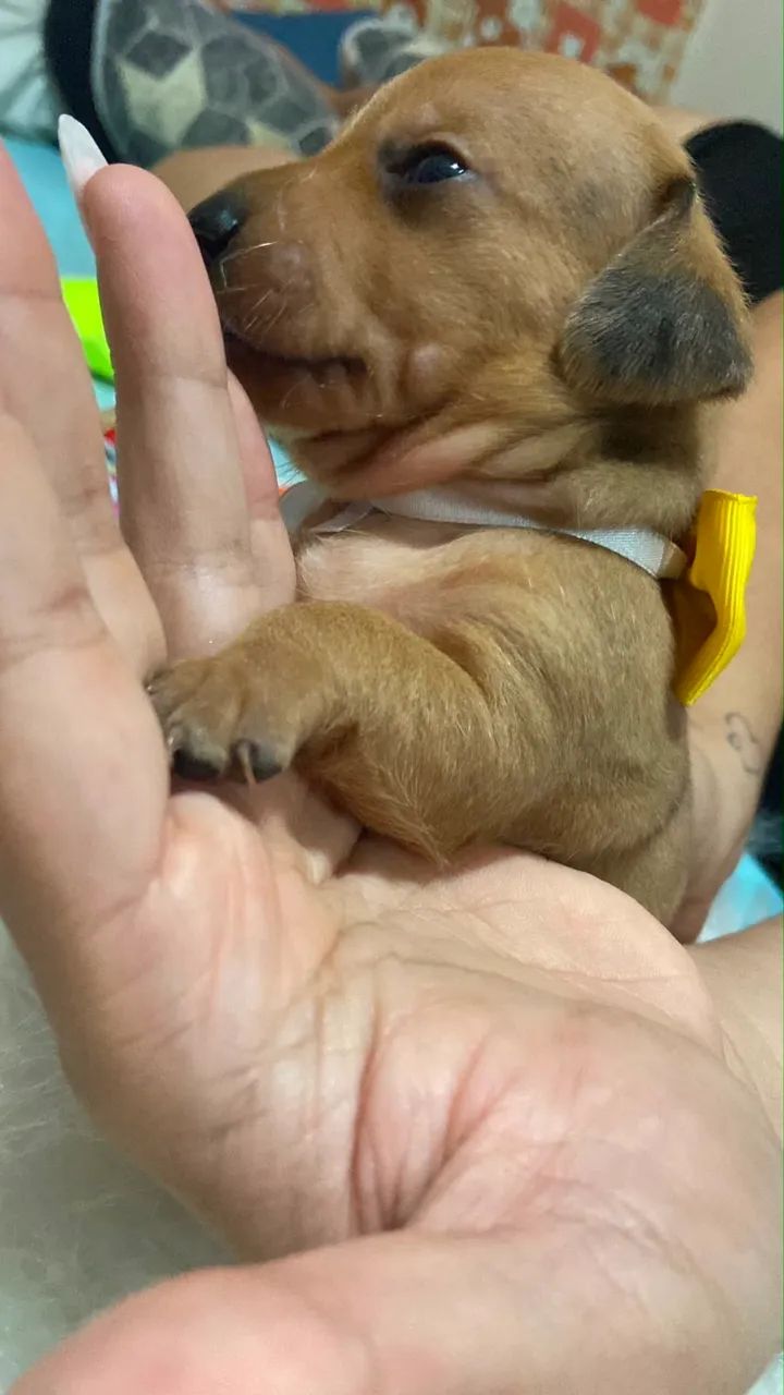 Salsicha  - Foto 4
