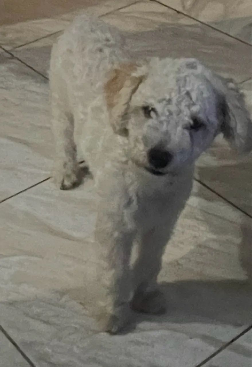 Cachorro 