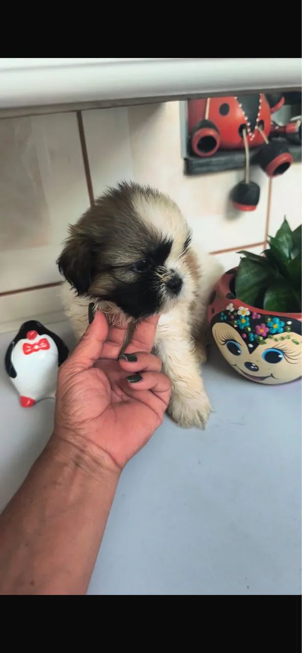 Shih-tzu machos e femeas vermifugados 