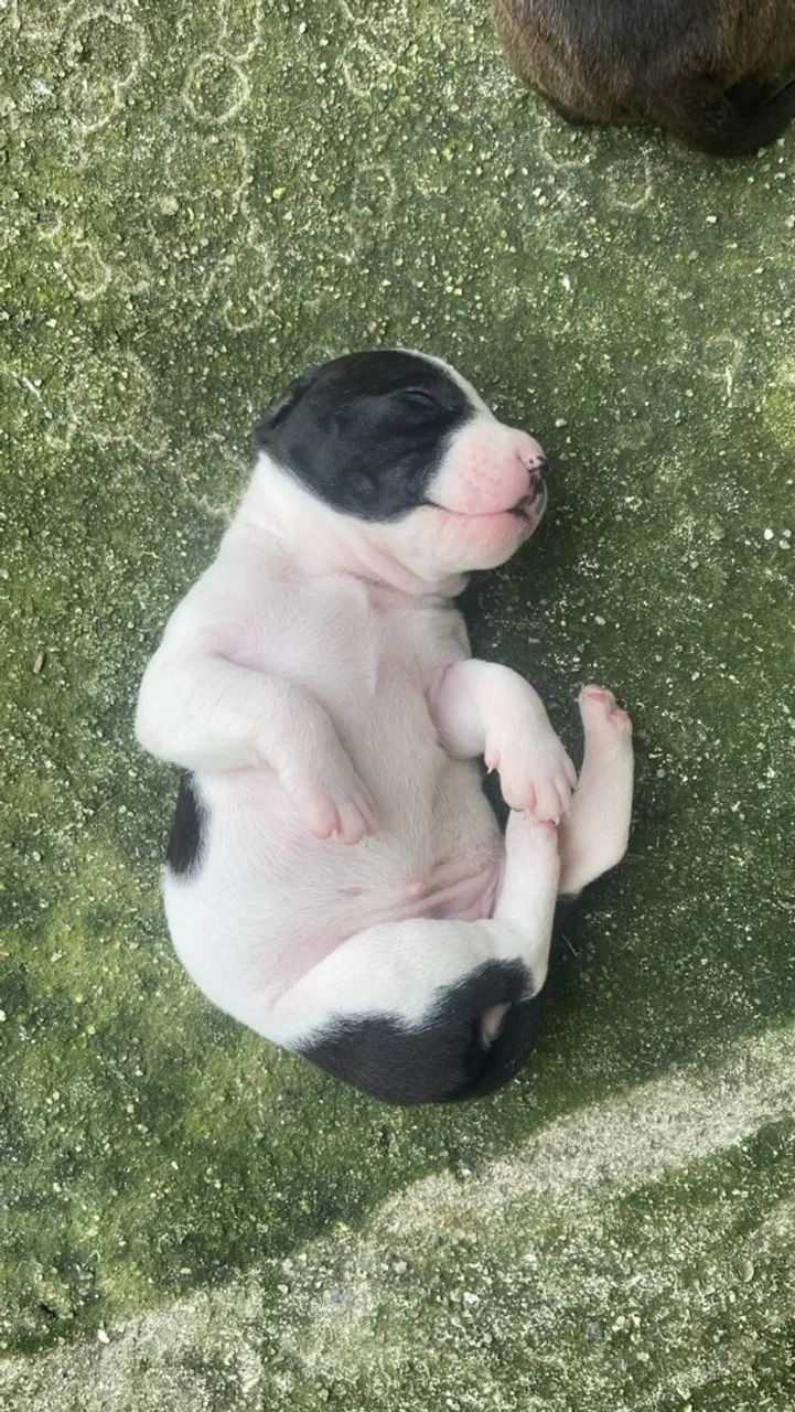 Filhote De Pitbull  - Foto 4