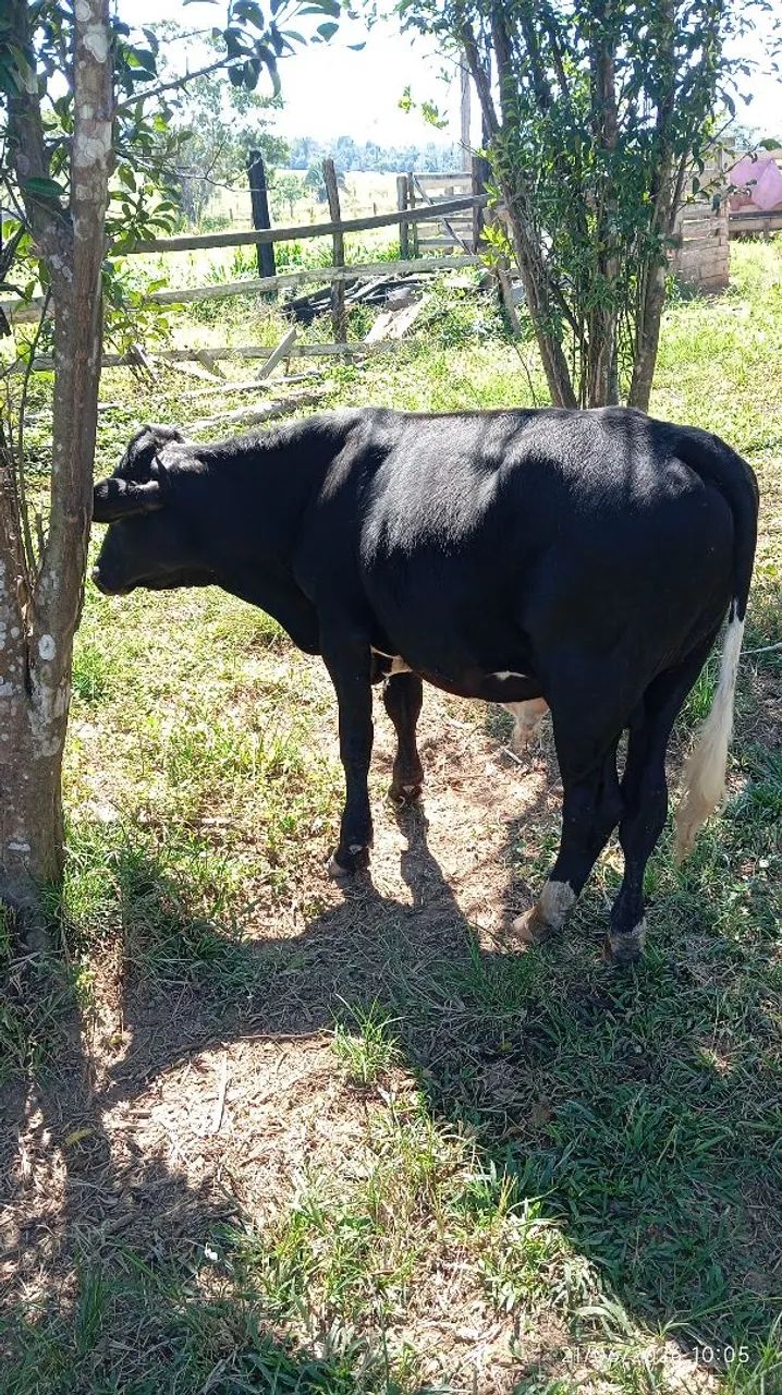 Touro holandês  - Foto 2