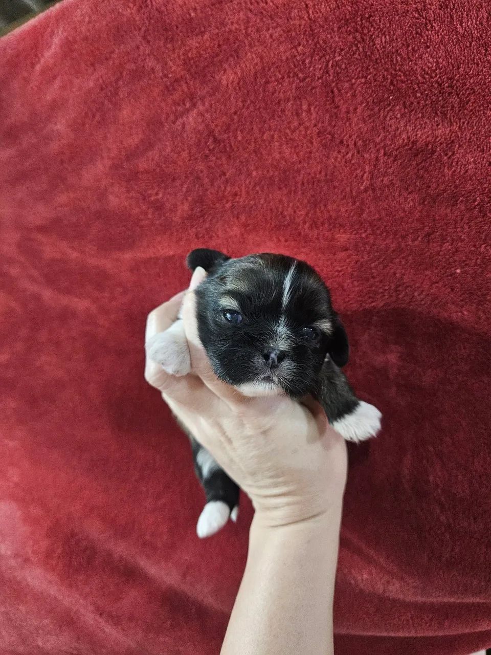 ShihTzu Macho  - Foto 3