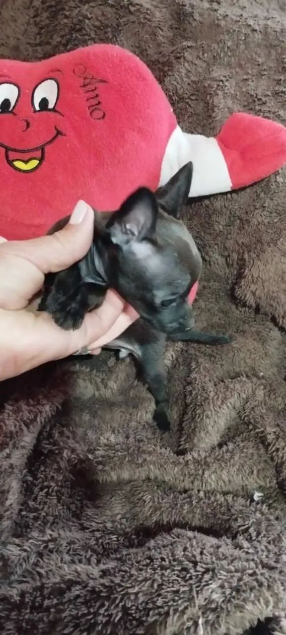 Pinscher 0
