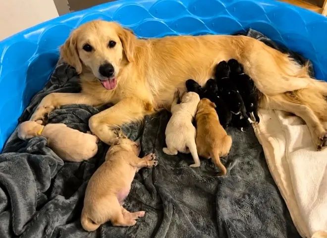 Doação de cachorro 