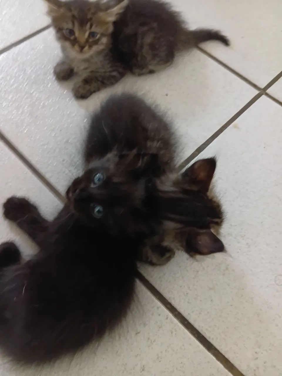 Gatos para adoção