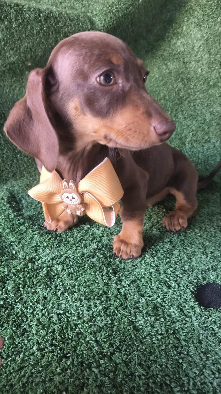 Basset  - Foto 3