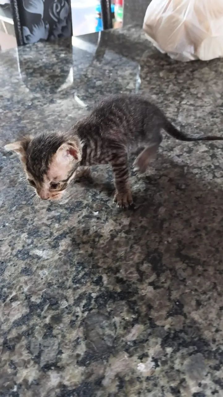 Gatinhos - Foto 5