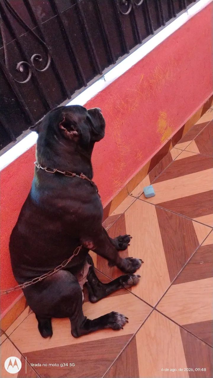 Cane corso fêmea  - Foto 3
