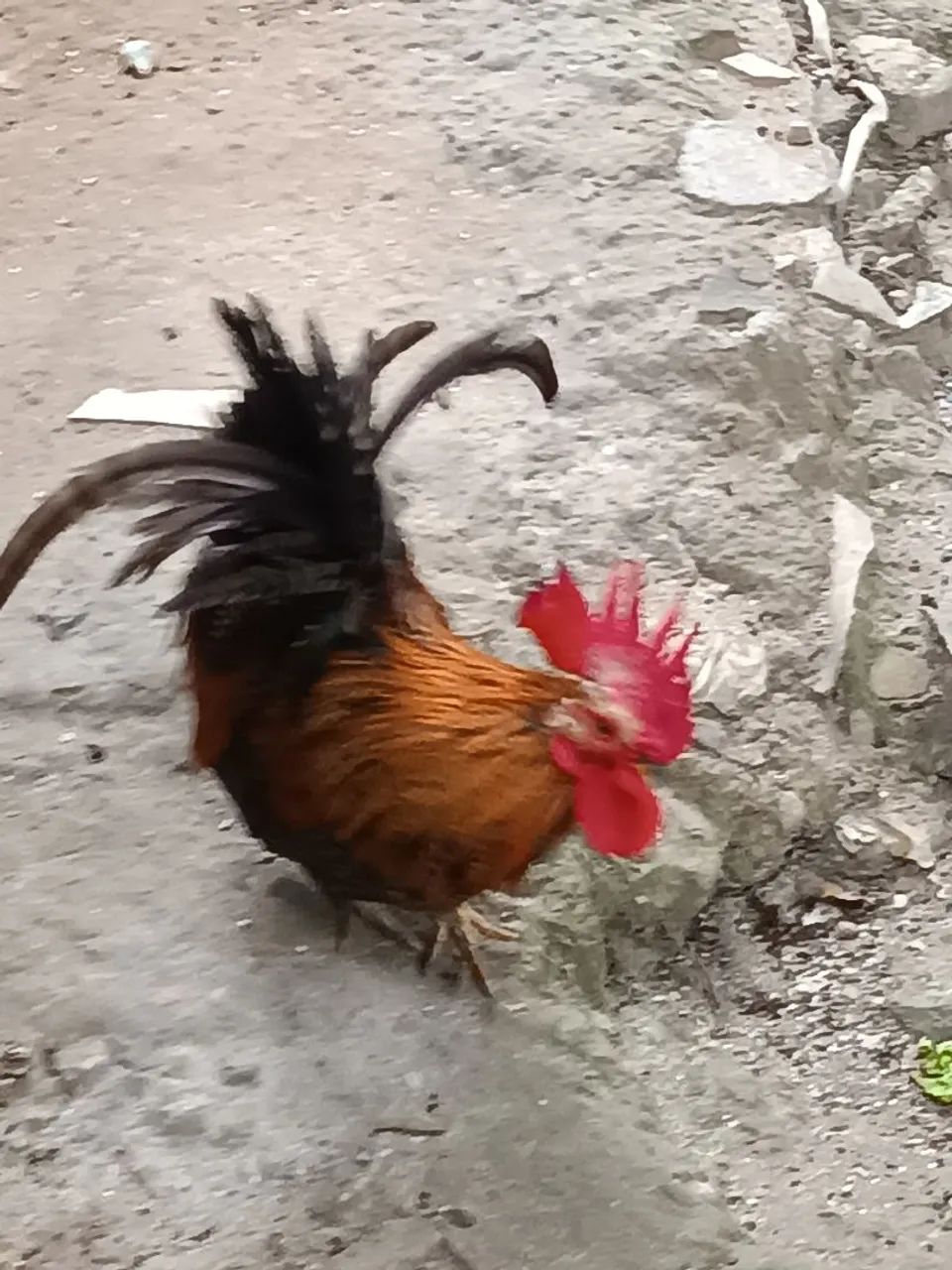 Galinho garniser 
