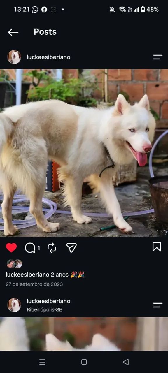 Husky siberiano para adoção - Foto 3