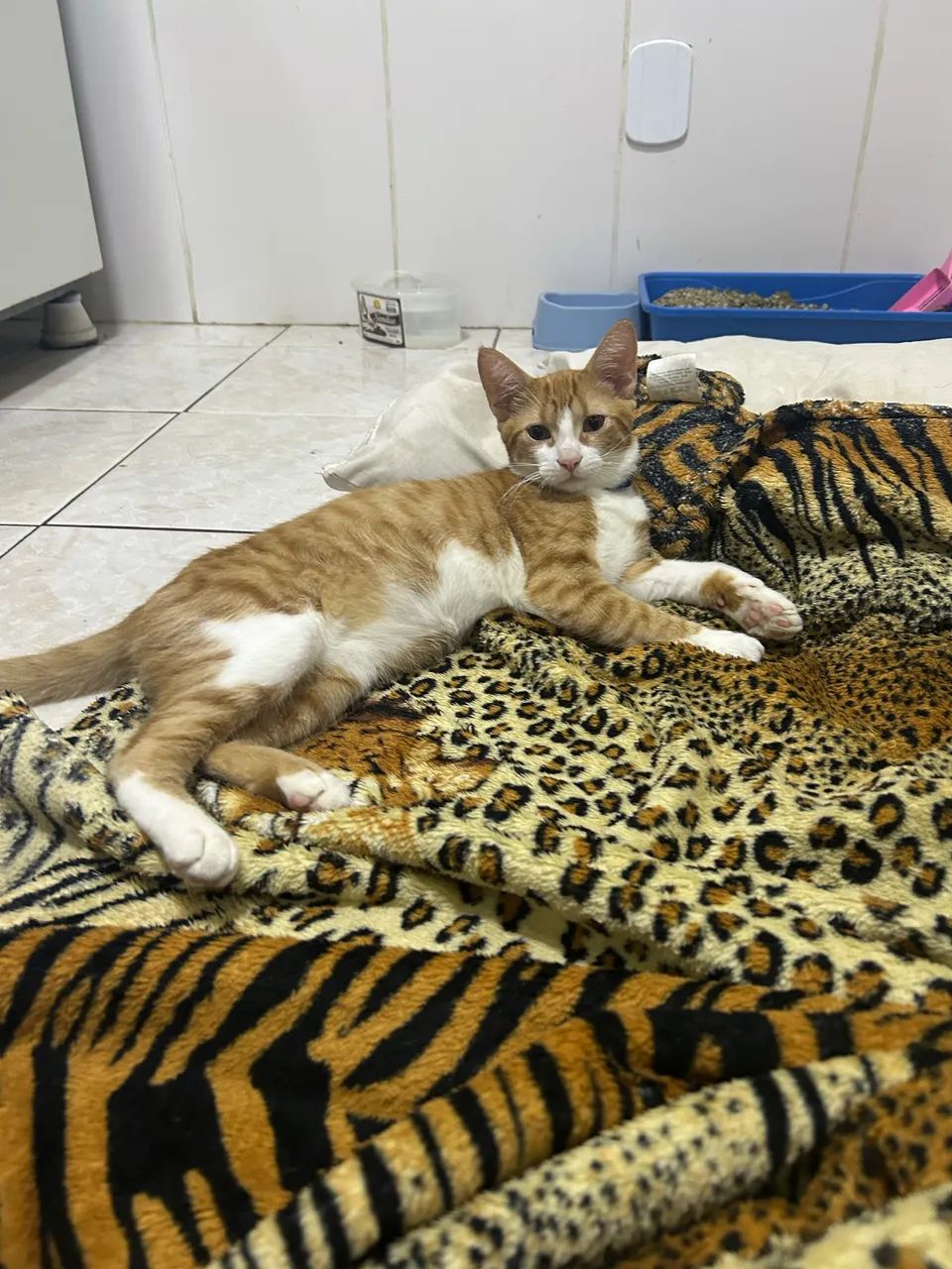 DOANDO GATO  - Foto 3