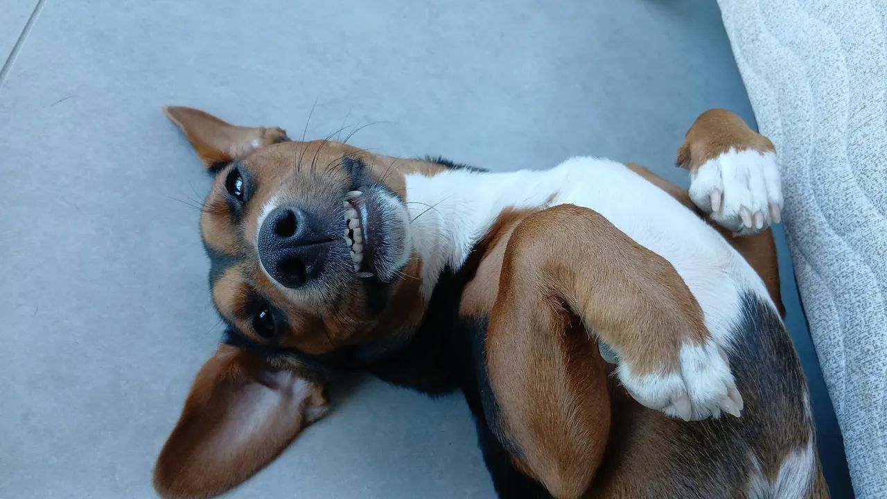 Doando cachorrinha  - Foto 3