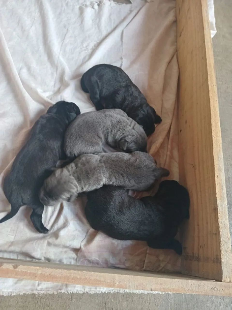 Cane corso - Foto 3