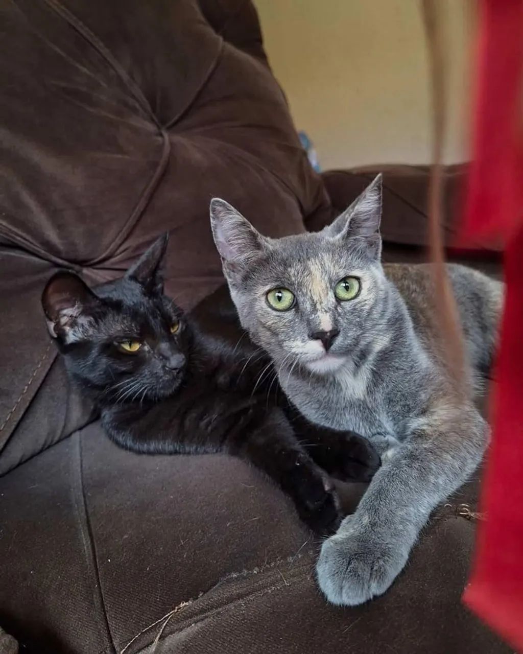 Gatos para Doação  - Foto 4