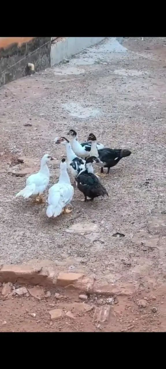 Patos