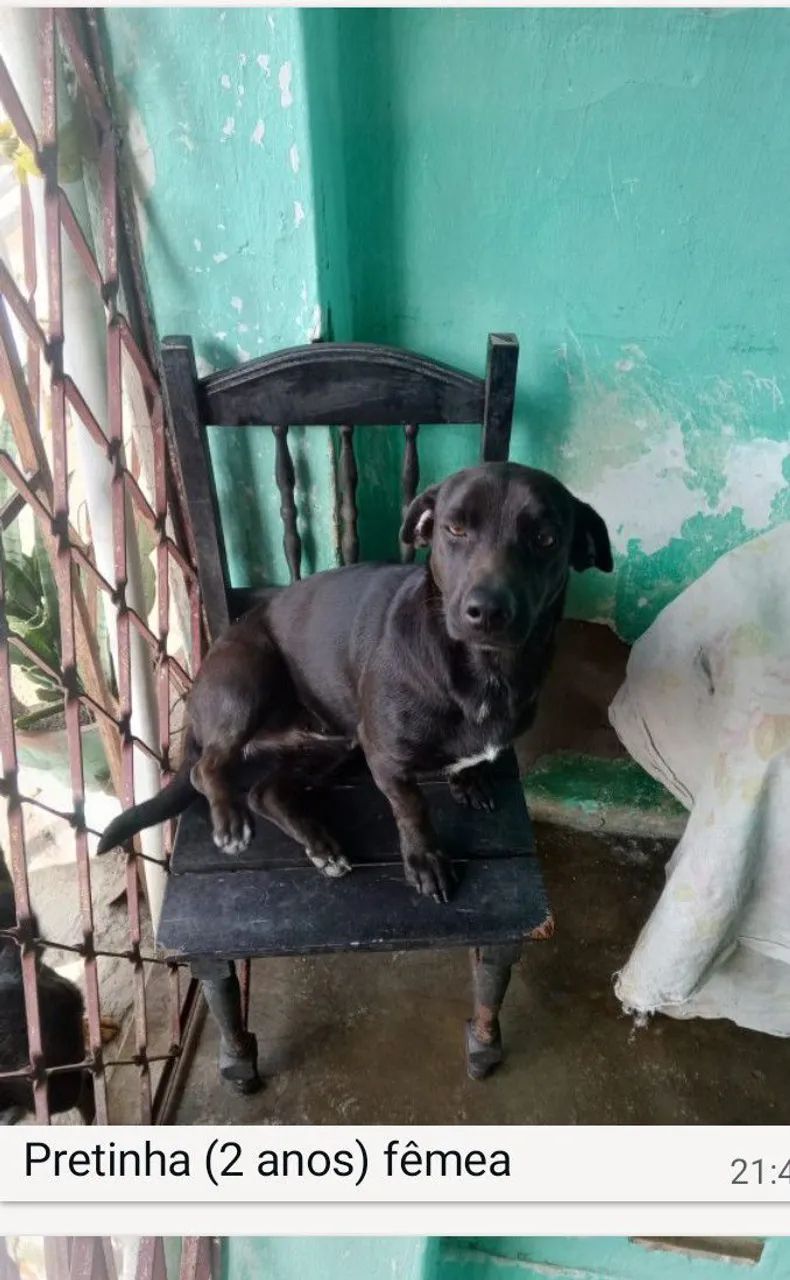Cachorros p adoção responsável  - Foto 5