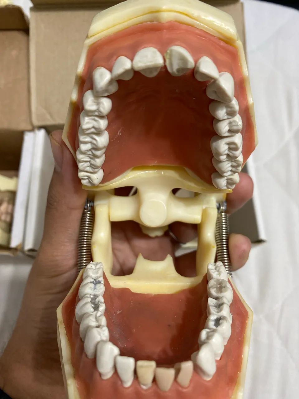 Kit manequim de perio e dentistica + dentes extras  - Foto 6