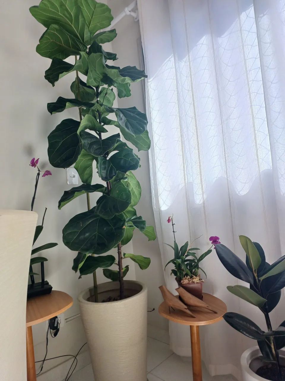 Ficus Lyrata com vaso - Foto 2