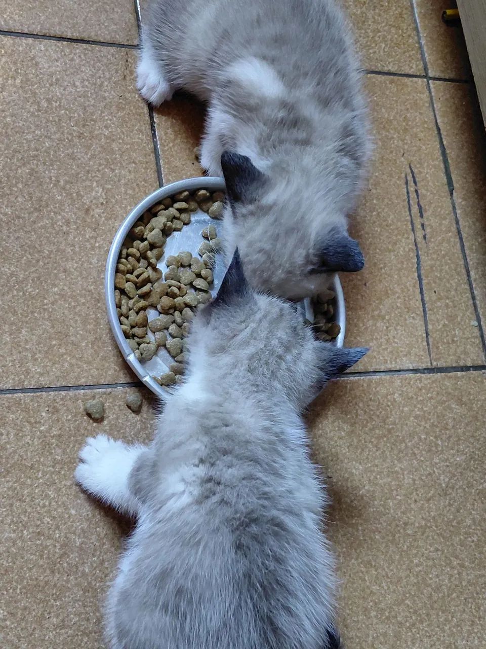 Doando gatinhos - Foto 4
