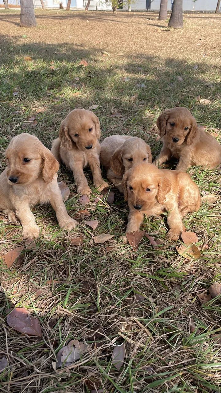 Filhote  Cocker Spaniel  - Foto 2