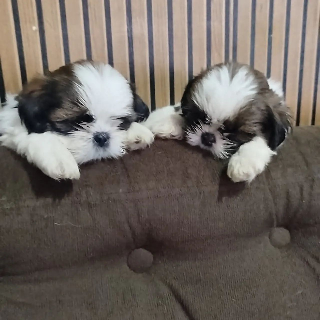 Cachorro da raça shih Tzu  - Foto 3
