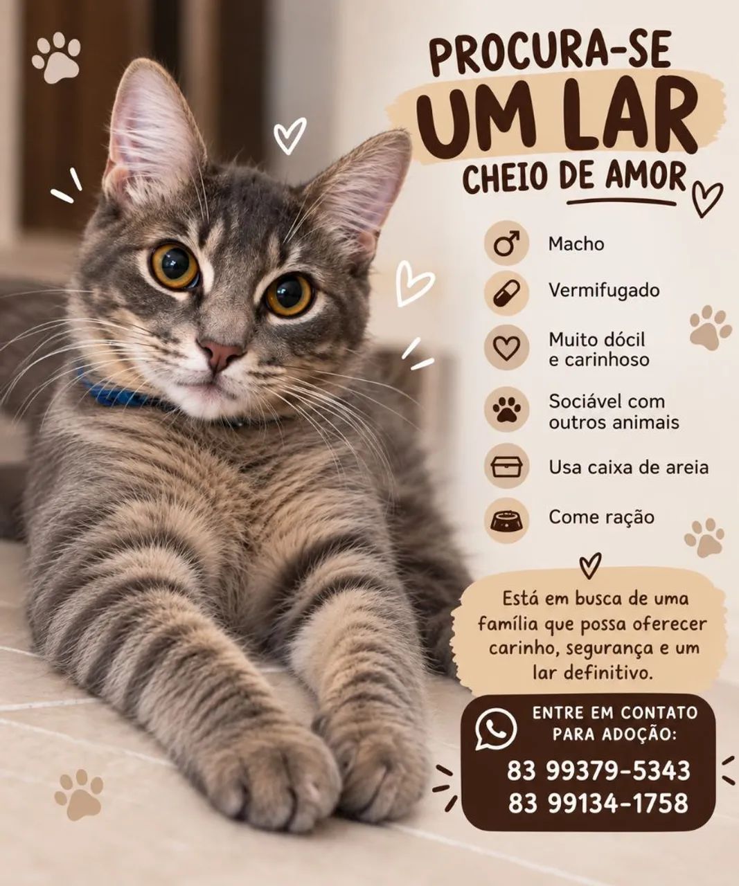 GATO PARA ADOÇÃO