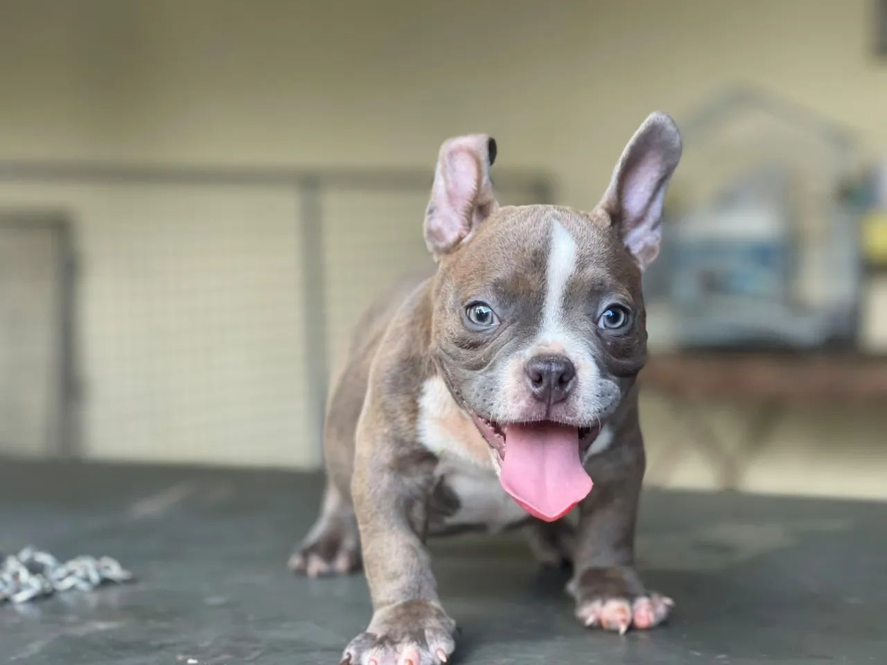 American Bully  - Foto 4