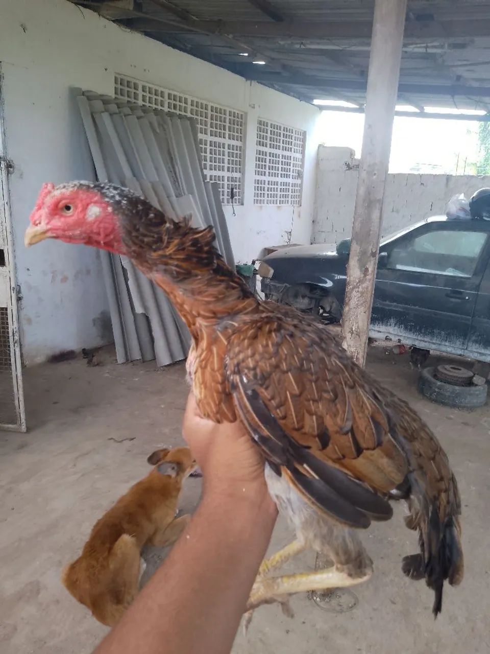 Galinha de precedência  - Foto 2